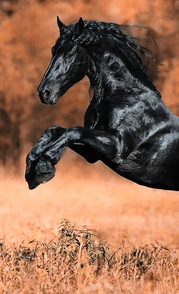 欧博官网